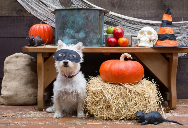 Halloween Decor Ideas For Busy Moms