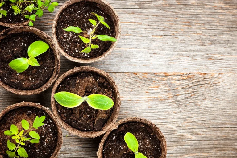 How To Start An Herb Garden